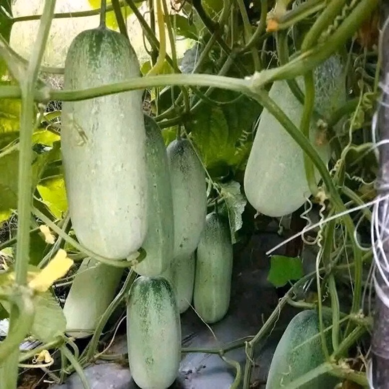 Phần ruột trắng, dày và ít hạt là đặc điểm nhận dạng quý giá của dưa mèo bản địa.
