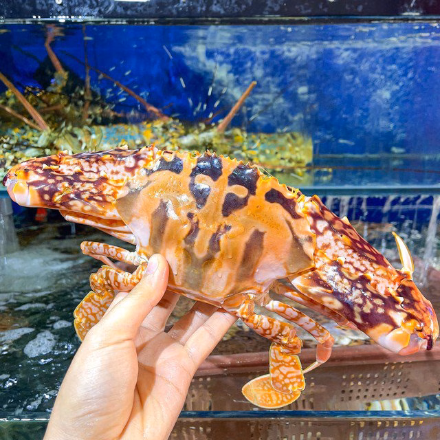 Ghẹ đỏ được ưa chuộng trong các nhà hàng cao cấp nhờ ngoại hình sang trọng và thịt ngọt.