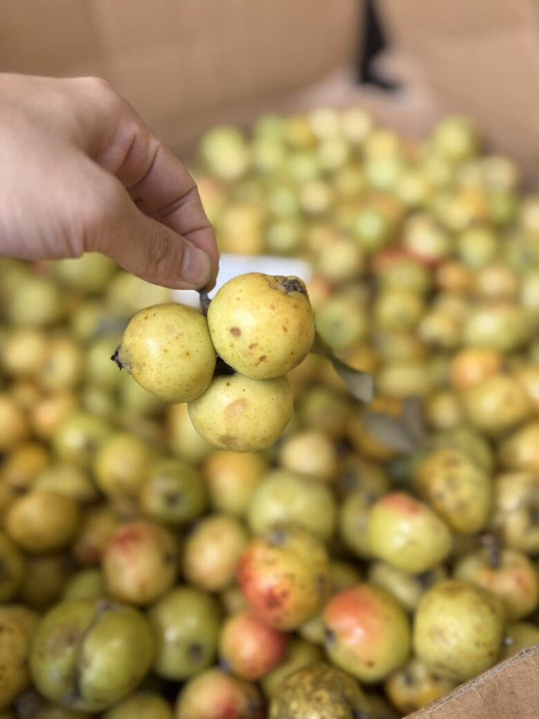 Quả sơn tra chín rộ vào cuối thu, mang lại nguồn thu nhập lớn cho bà con vùng cao.