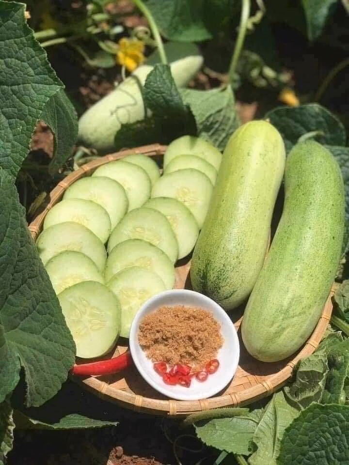 Thu hoạch dưa mèo đúng thời điểm giúp đảm bảo chất lượng và giá trị thương phẩm cao nhất.