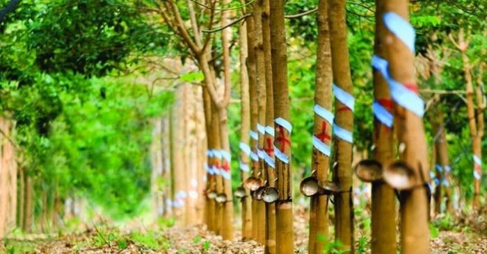 Cao su Phước Hòa ghi nhận kết quả kinh doanh tích cực trong quý I/2026.